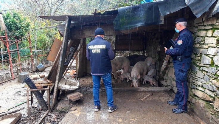 Allevatori abusivi di porcastri a Camogli, 18 animali sequestrati