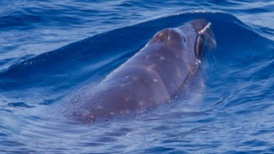 Trovati fossili di balena "ingannata" da mutamenti climatici