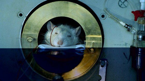Ue, infrazioni all'Italia: lenta nelle scorie nucleari e troppi limiti per i test sugli animali