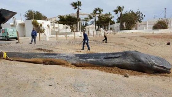 L'inquinamento uccide un capodoglio: nel suo stomaco 29 chilogrammi di plastica 