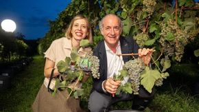 Vendemmia sotto le stelle, assaggi e scienza: il Prosecco sfida il caldo