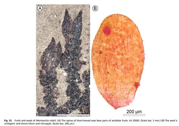 Il fiore più antico mai scoperto appartiene all'era dei dinosauri
