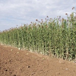 Italia leader del bio in Europa: un miliardo di export, tre di giro d'affari