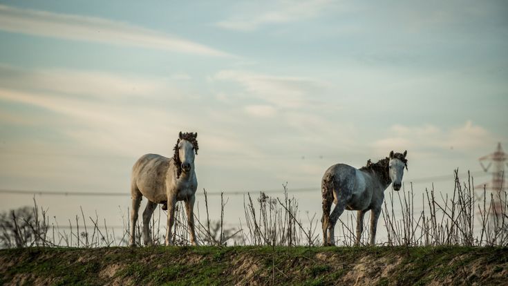 La valle dei cavalli tornati selvaggi: “Salviamoli subito o moriranno”