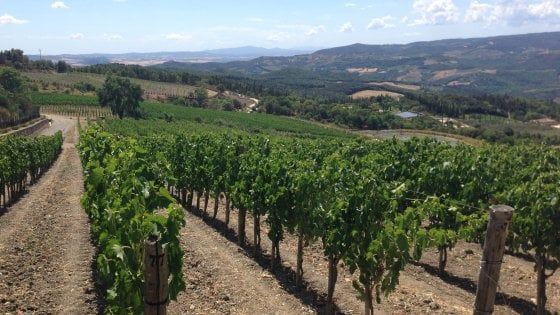 Podere Forte: lungimiranza e forza nella campagna toscana, tra vigneti e animali in libertà