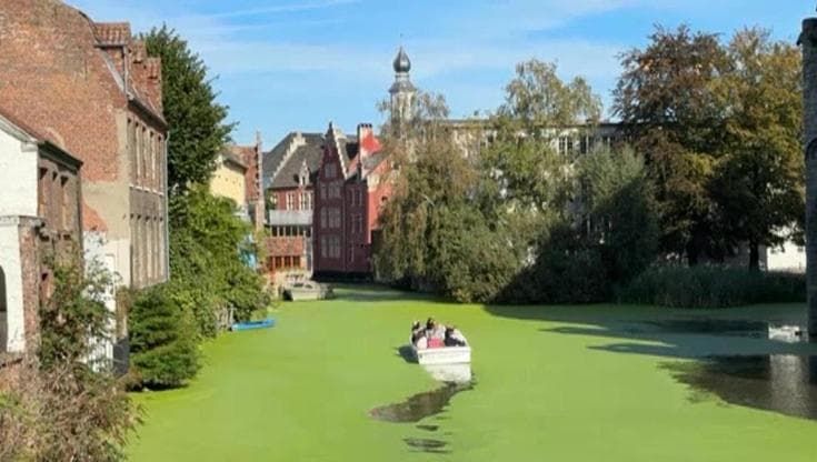 Belgio: dopo un'estate bollente il canale diventa verde per la lenticchia d'acqua