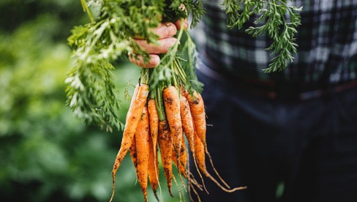Più innovazione per potenziare la qualità della filiera agroalimentare: l'Abruzzo punta sulla sostenibilità