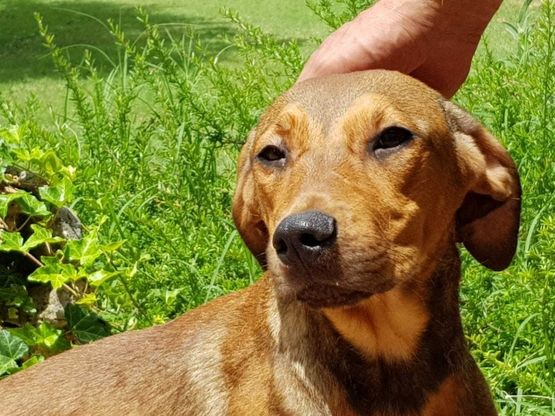Firenze, dieci cani in arrivo dalla Sicilia cercano una casa