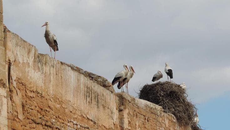 Le aree archeologiche sono anche santuari per la biodiversità
