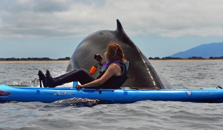 California, la balena sfiora il Kayak del fotografo