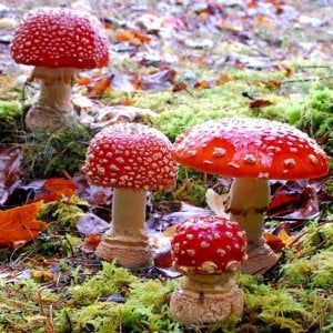 Roma, "I funghi e il bosco" in mostra il 5 e il 6 novembre al Semenzaio di San Sisto
