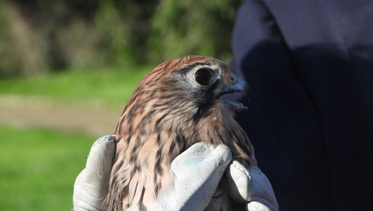 Capodimonte, l'Asl libera un falco e un gheppio nel Real Bosco