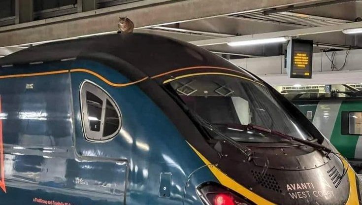 Londra, il gatto sul tetto che scotta (del treno)