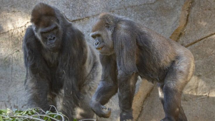 Usa, vaccinati contro il Covid oranghi e bonobo
