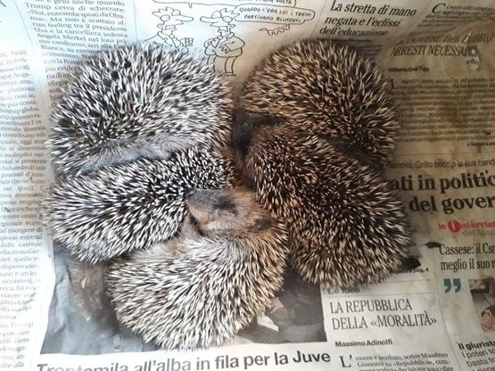  Potenza, trovati 5 cuccioli di riccio