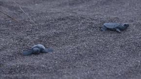 Il Mediterraneo si riscalda, così tra le tartarughe marine nascono sempre più femmine