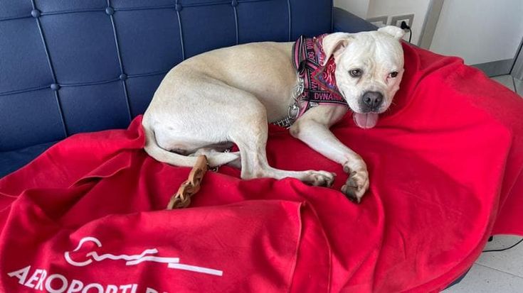 Luna è il cane dell’aeroporto di Bari: la pit bull abbandonata è stata adottata dai 500 dipendenti. “Dorme con i falconieri, gioca con il personale e sarà addestrata dai cinofili”
