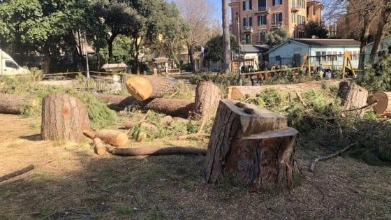 "Serve una legge per la gestione degli alberi nelle città"
