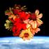 Iss, colto il primo mazzo di fiori spaziale