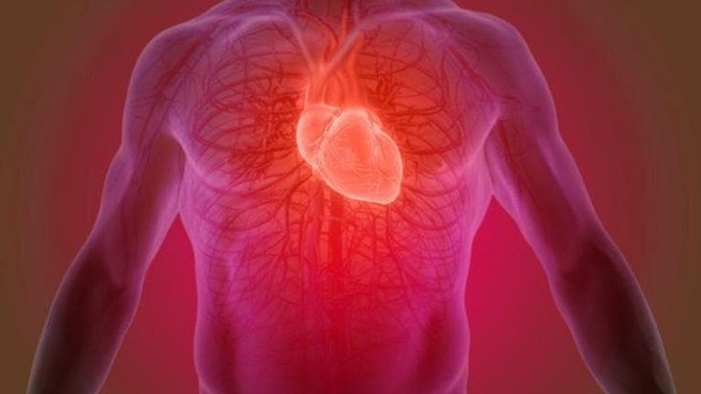 Dopo l’infarto, le cellule del cuore rinasceranno: ecco cosa ci aspetta in futuro