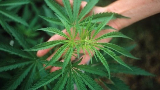 Marijuana e criptovalute, Google Play mette nel mirino le app del suo store