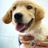 Fido ha un soffio al cuore? Ecco l’IA per diagnosi precoce e cure mirate