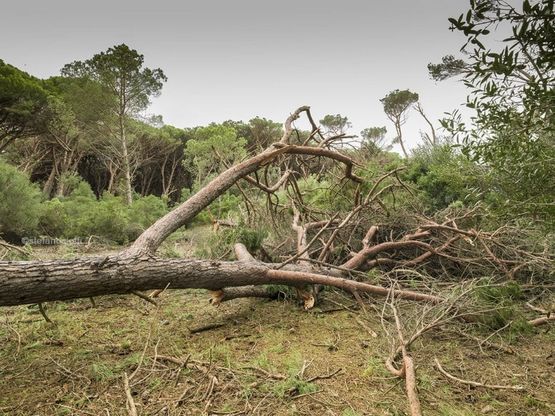 Maltempo, la tromba d'aria distrugge oltre mille pini nella riserva della Feniglia 