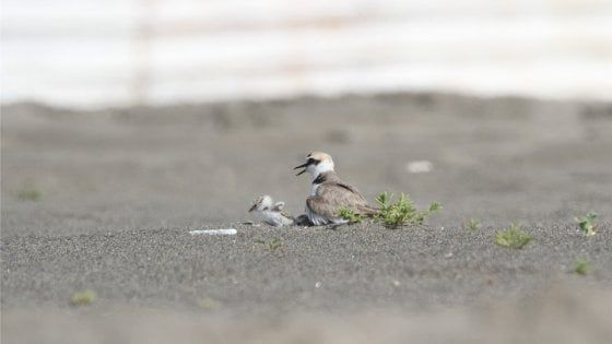 Il lockdown aiuta il fratino: spiagge deserte, in Campania è già tempo di schiuse