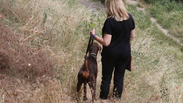 Firenze, erba alta nei giardini e lungo i fiumi: proteste sui social e paura per i cani
