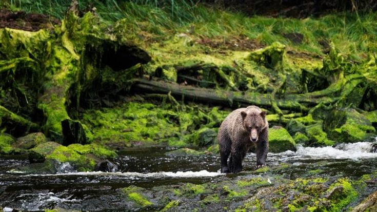 Tutti pazzi per il bear-watching: “Spiamo gli orsi per conoscerli. Ma sempre in punta di piedi”