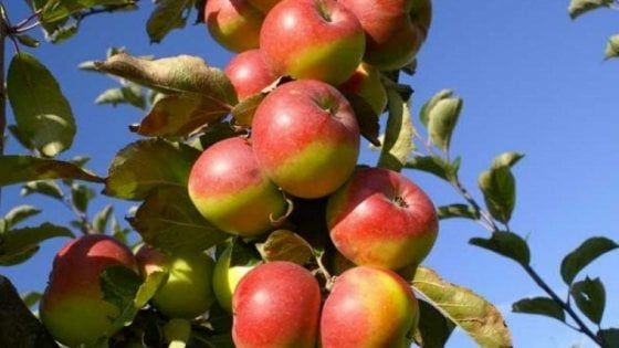 La mela rosa messa in crisi dal terremoto diventa il frutto della salute