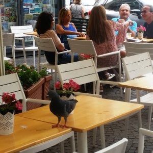 Vomero, "assalto" dei piccioni ai bar: pistole ad acqua per allontanarli