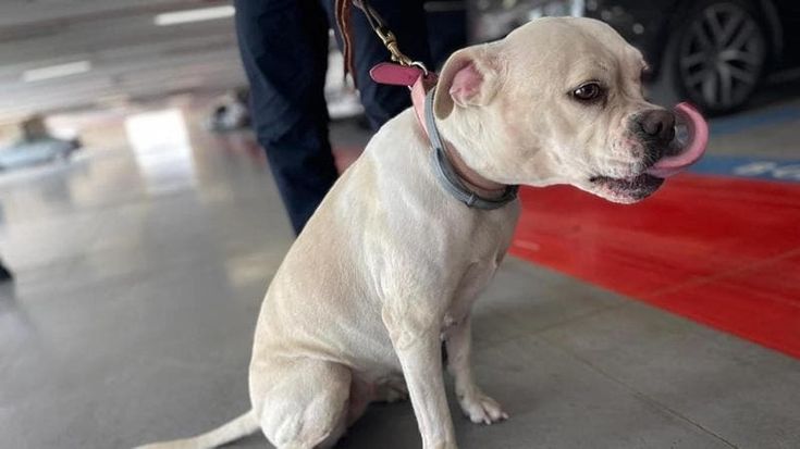 Cane abbandonato in aeroporto a Bari, lo staff adotta Luna in attesa di una casa: “Ora ha una famiglia di 500 persone. Ma chi l’ha lasciata deve pagare”