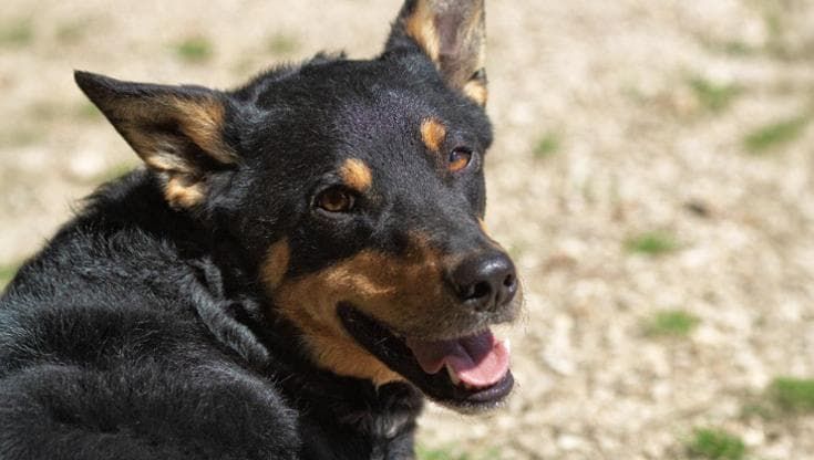 Quando un cane abbatte le sbarre invisibili: il laboratorio in carcere con Lilli, Plinio e Musetta