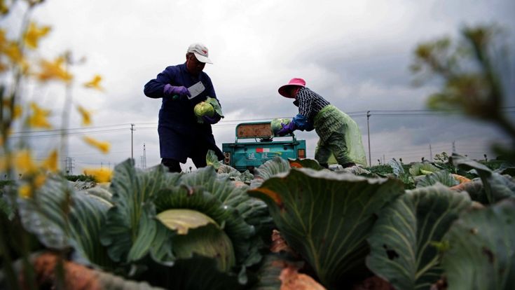 Nell'alimentare è l'ora della filiera a chilometro zero