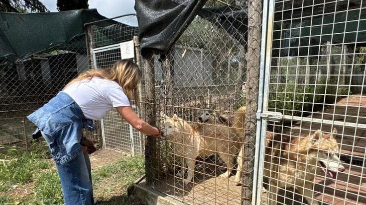 Allevamento lager a Ponzano Romano, sequestrati 200 husky: “Malnutriti e tra i rifiuti”