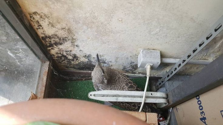Napoli, piccolo di gabbiano salvato dai residenti, la mamma continua  a cercarlo