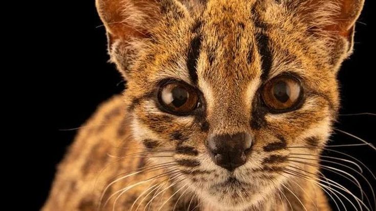 Tilcayo: tutto quello che c’è da sapere sulla nuova specie di gatto scoperta in Bolivia