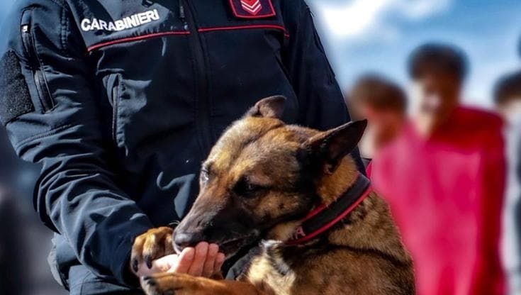 Maddaloni, Thelma colpisce ancora: il cane antidroga stana spacciatore in casa