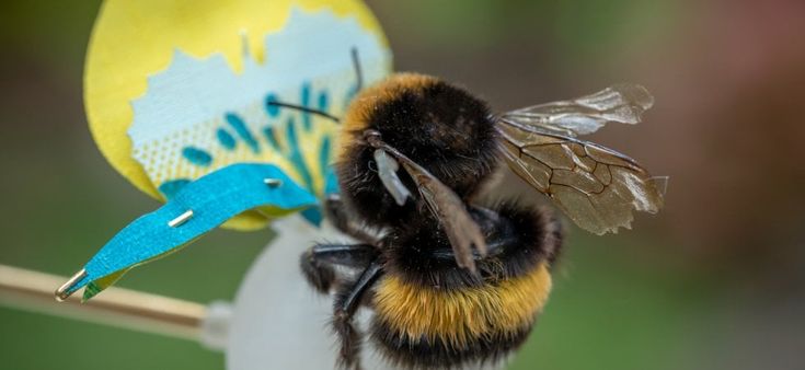 La lezione delle piante per uscire dalla quarantena