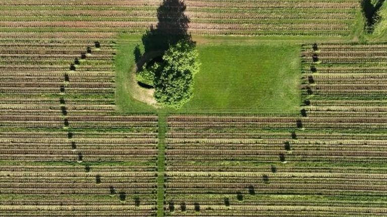 Agroforestazione e specie resistenti, così la vite resiste al riscaldamento globale