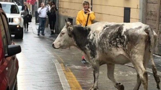 Sorpresa a Pavia, c'è una mucca a passeggio nel cuore della città
