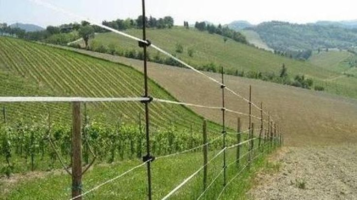 Cambia la campagna Toscana: "Troppe recinzioni, addio paesaggio". Ma i viticoltori si difendono: “Tuteliamo i raccolti e il futuro delle aziende”