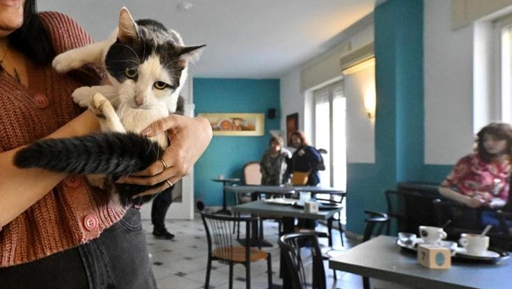 Fusa & Caffè, il cat cafè di Parma: “Qui brioche, espresso e tanti gatti adottabili”