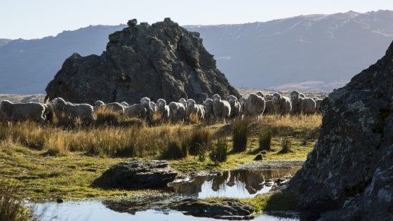 Moda e sostenibilità: la lana che si preoccupa del nostro futuro