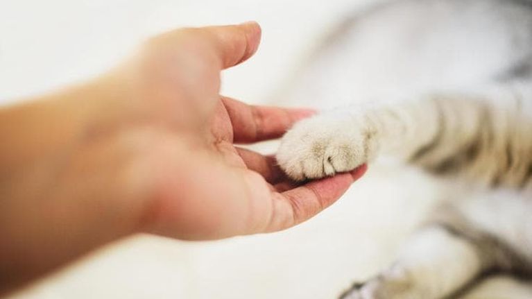 Il tuo gatto ha le zampe fredde? Ecco cosa significa e quando dovesti preoccuparti