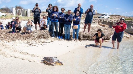 Favignana, il riscatto della tonnara: "Qui curiamo le tartarughe ferite"
