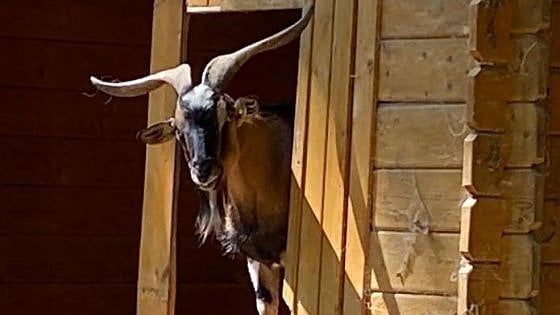 Firenze, il parco salvato nel nome di Chico Mendes: compie 20 anni l'oasi di San Donnino  