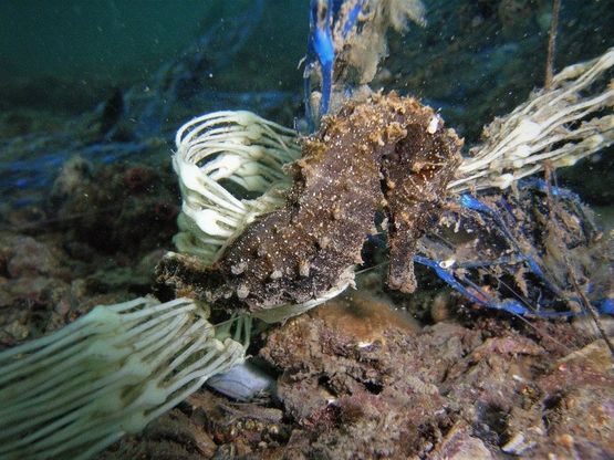 Un cavalluccio marino incastrato nella plastica e un pesce 'in bottiglia': a Taranto un mare di rifiuti