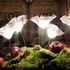 Lafleur,  la luce di Caterina  